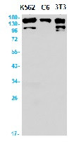 NTRK2 Antibody in Western Blot (WB)