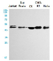 GSK3A Antibody in Western Blot (WB)