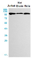 USP11 Antibody in Western Blot (WB)