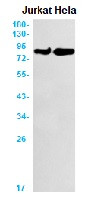 CHUK Antibody in Western Blot (WB)