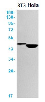 CASP9 Antibody in Western Blot (WB)