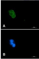 CASP3 Antibody in Immunocytochemistry (ICC/IF)