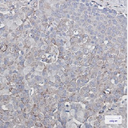 GRIA2 Antibody in Immunohistochemistry (Paraffin) (IHC (P))