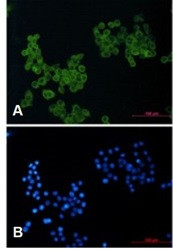 MCAM Antibody in Immunocytochemistry (ICC/IF)
