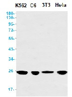PGF Antibody in Western Blot (WB)