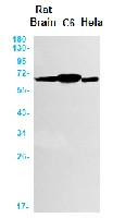 SOX10 Antibody in Western Blot (WB)
