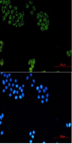 GPC1 Antibody in Immunocytochemistry (ICC/IF)