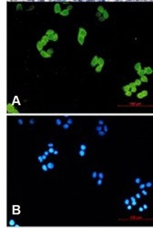 PARK7 Antibody in Immunocytochemistry (ICC/IF)