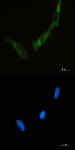Eif2Ak2 Antibody in Immunocytochemistry (ICC/IF)