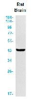 GLUL Antibody in Western Blot (WB)