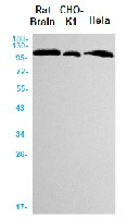 MSH2 Antibody in Western Blot (WB)