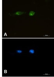 LRP1 Antibody in Immunocytochemistry (ICC/IF)