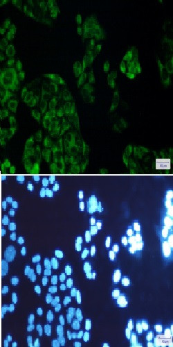 FDFT1 Antibody in Immunocytochemistry (ICC/IF)