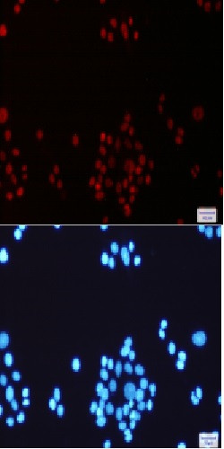 MLH1 Antibody in Immunocytochemistry (ICC/IF)