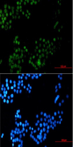 CRTC3 Antibody in Immunocytochemistry (ICC/IF)