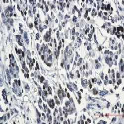 NCOA1 Antibody in Immunohistochemistry (Paraffin) (IHC (P))