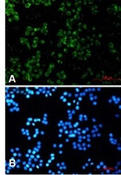 TREX1 Antibody in Immunocytochemistry (ICC/IF)