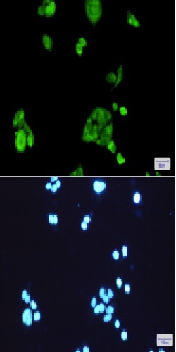 PGD Antibody in Immunocytochemistry (ICC/IF)