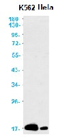 CENPA Antibody in Western Blot (WB)