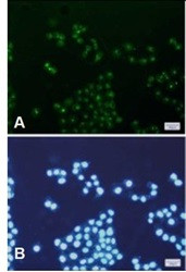 TFAM Antibody in Immunocytochemistry (ICC/IF)