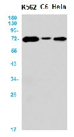 ATG13 Antibody in Western Blot (WB)