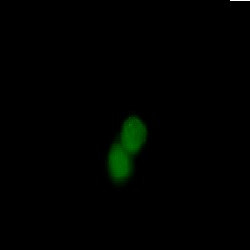 STK4 Antibody in Immunocytochemistry (ICC/IF)