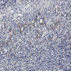 FCGR2B Antibody in Immunohistochemistry (Paraffin) (IHC (P))