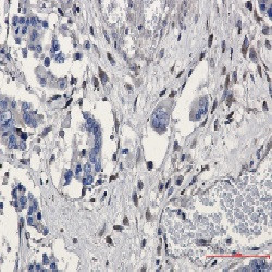 GNB2 Antibody in Immunohistochemistry (Paraffin) (IHC (P))