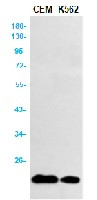 TNFAIP8 Antibody in Western Blot (WB)