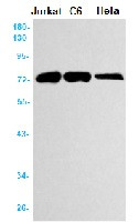 ANGPT1 Antibody in Western Blot (WB)