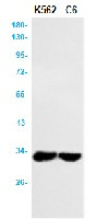 PDCD1LG2 Antibody in Western Blot (WB)