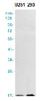 MDK Antibody in Western Blot (WB)