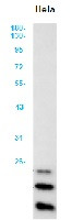 FGF2 Antibody in Western Blot (WB)