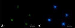 ACTL6A Antibody in Immunocytochemistry (ICC/IF)
