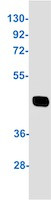 ACADM Antibody in Western Blot (WB)
