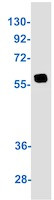 Phospho-SRC (Tyr530) Antibody in Western Blot (WB)