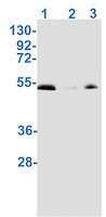 Phospho-SMAD1 (Ser463, Ser465) Antibody in Western Blot (WB)