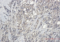 Phospho-PRKCG (Thr410, Thr412) Antibody in Immunohistochemistry (Paraffin) (IHC (P))