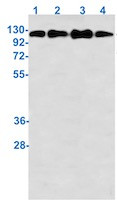 Phospho-MCM2 (Ser27) Antibody in Western Blot (WB)