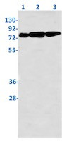 Phospho-EZR (Thr567, Thr564, Thr558) Antibody in Western Blot (WB)