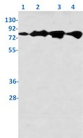 Phospho-EIF4B (Ser406) Antibody in Western Blot (WB)
