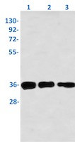 Phospho-CDK1/CDK2 (Thr14) Antibody in Western Blot (WB)