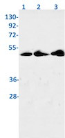Phospho-CDC37 (Ser13) Antibody in Western Blot (WB)