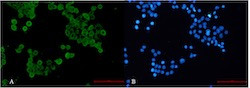 Phospho-PRKAA1 (Ser496) Antibody in Immunocytochemistry (ICC/IF)