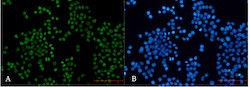 H3K27ac Antibody in Immunocytochemistry (ICC/IF)