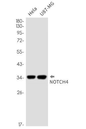NOTCH4 Antibody in Western Blot (WB)