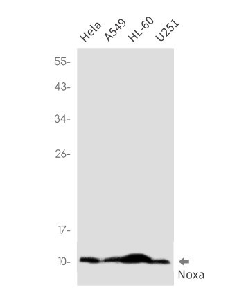 PMAIP1 Antibody in Western Blot (WB)