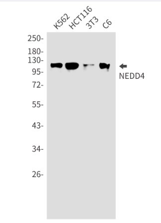 NEDD4 Antibody in Western Blot (WB)