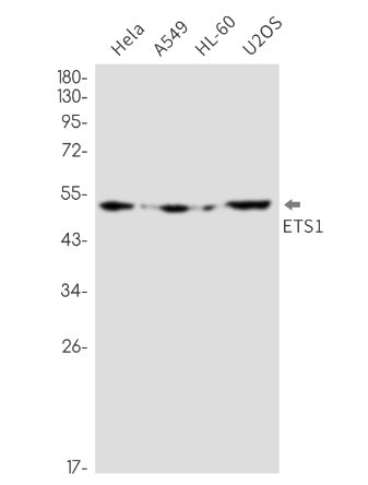ETS1 Antibody in Western Blot (WB)