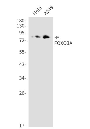 FOXO3 Antibody in Western Blot (WB)